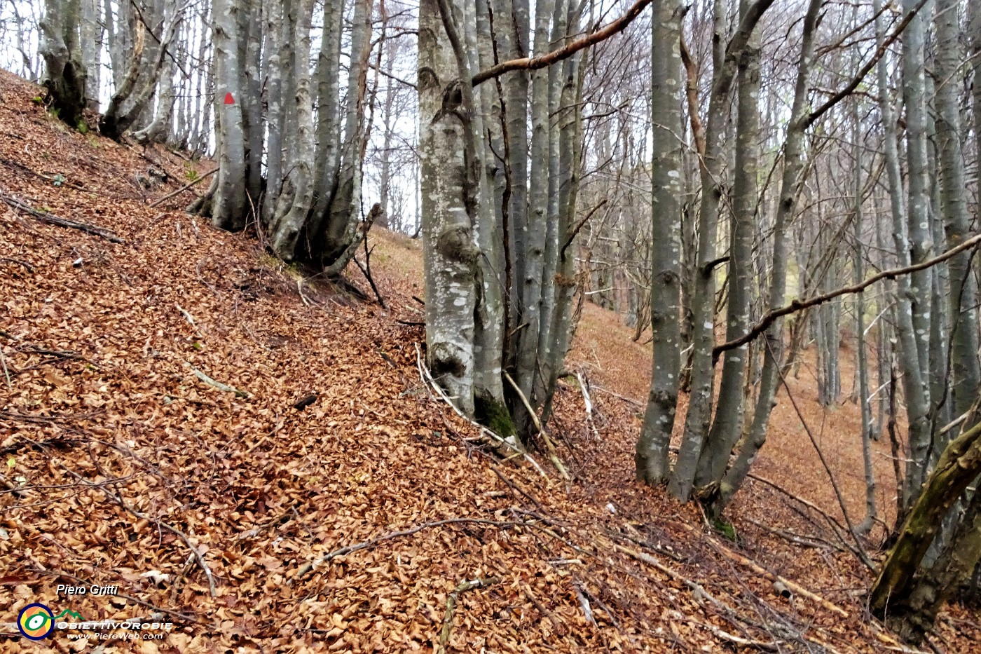 06 In faggeta passo poco  sotto la vetta del Monte Sornadello (1580 m).JPG